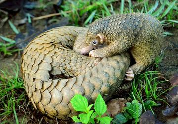Two pangolins playing
