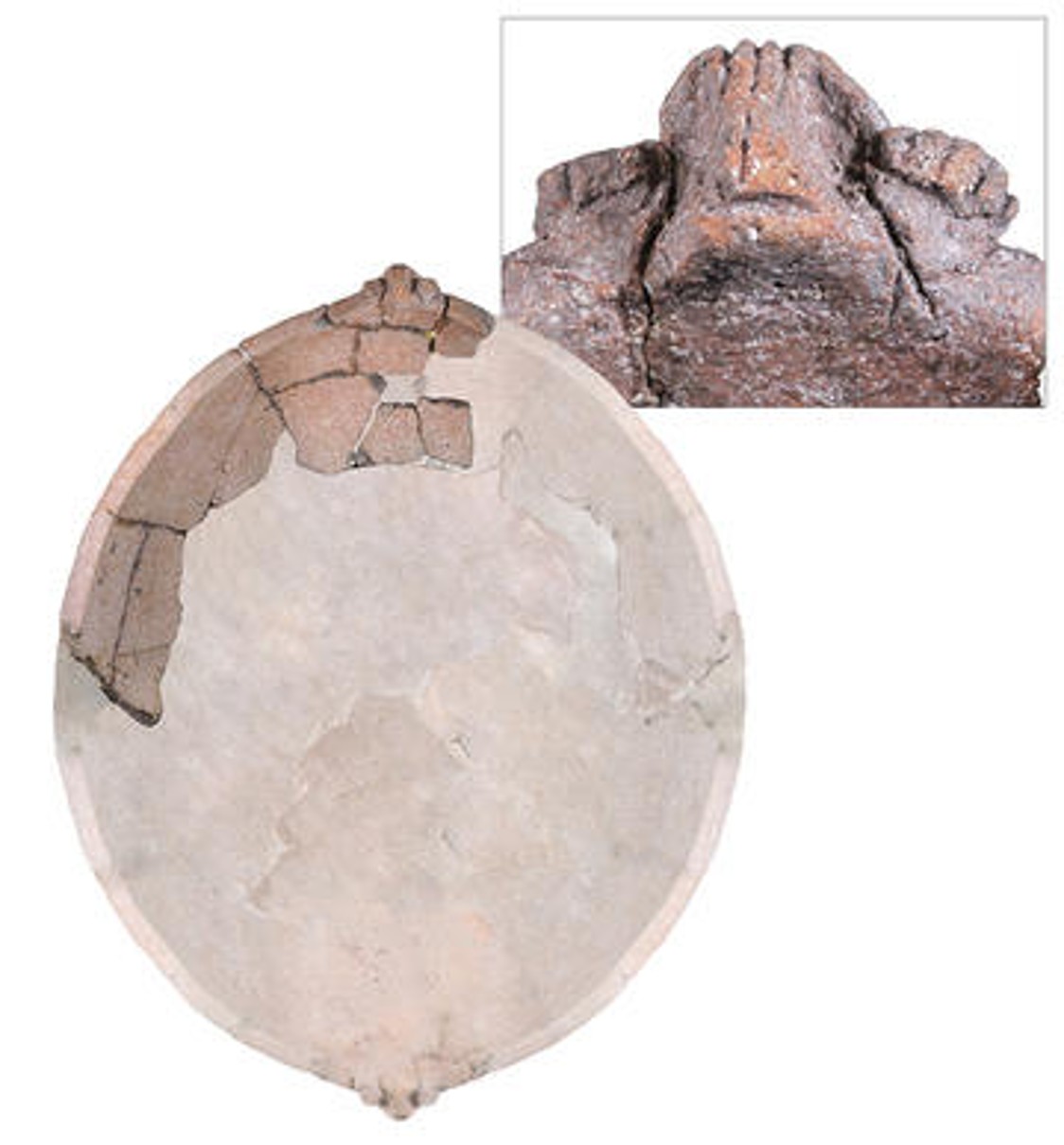 Palmetto ware reconstruction