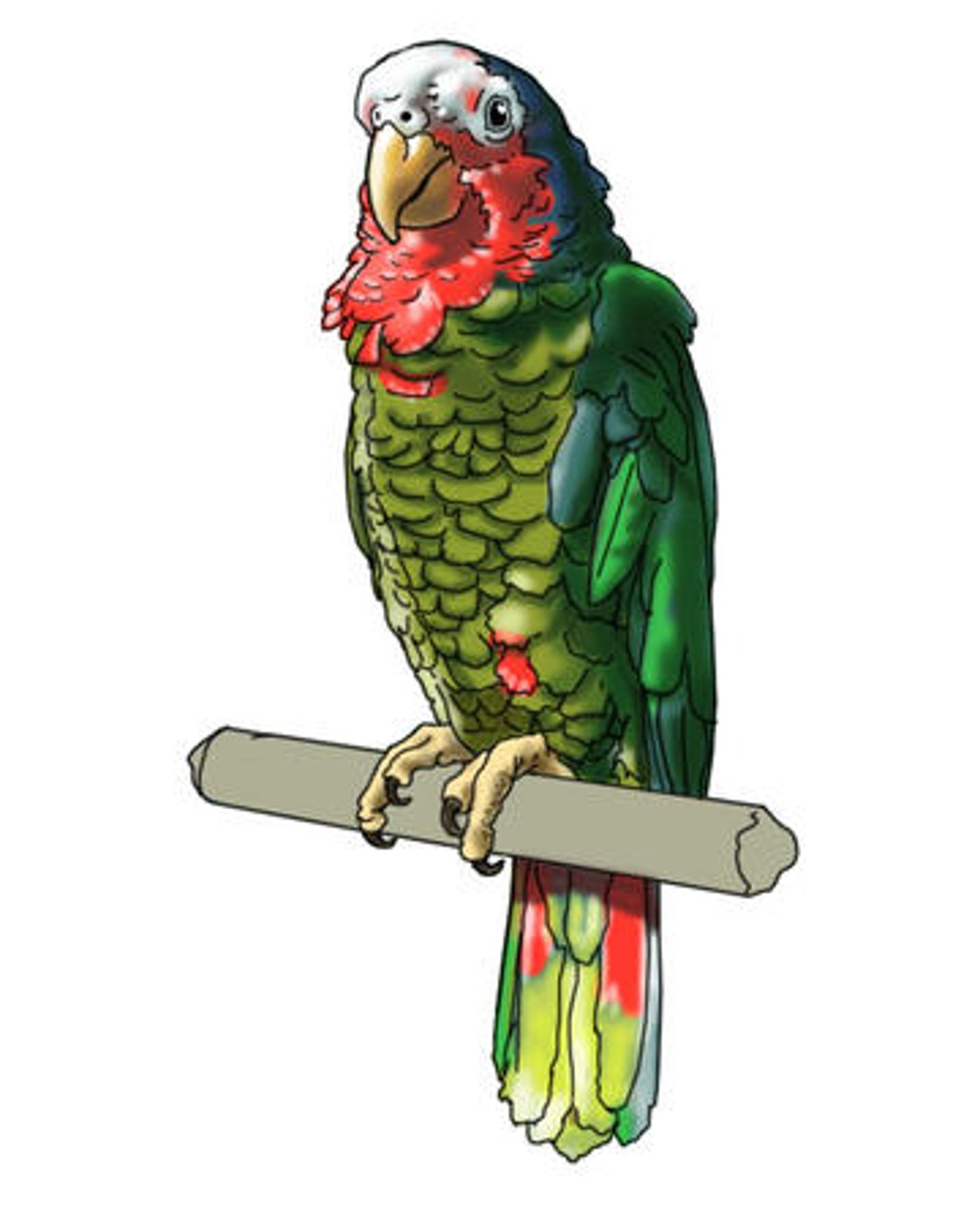 a parrot