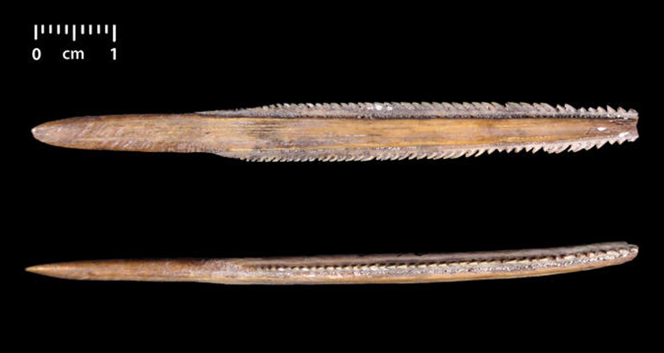wooden spears