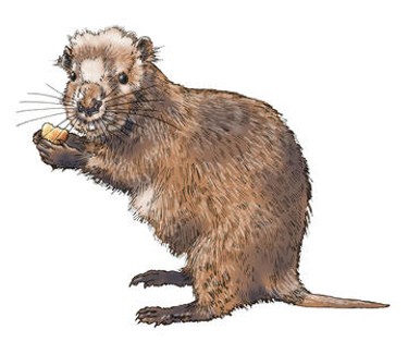 A hutia 