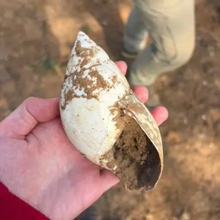 Site visit to Letaba 6/7 in Kruger National Park - here Alice holds up a shell filled with mud