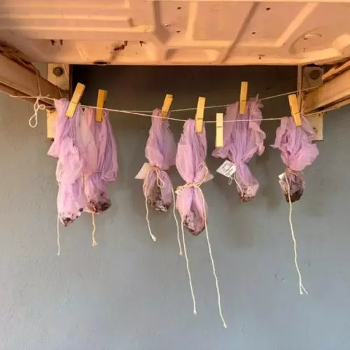 Soil samples being processed for charred material. They are hung from the roof in small pink pouches. 