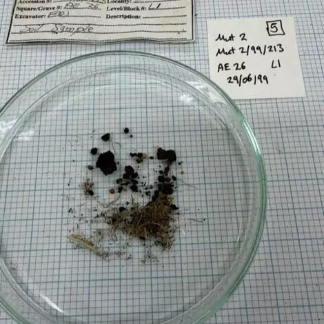 and a petri dish of the remains: mainly wood charcoal and modern roots. Samples from archives at the University of Venda