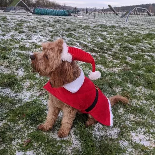 festive ted