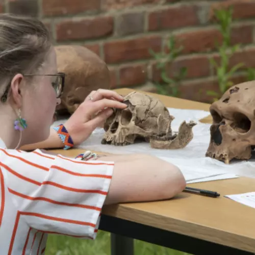 Photo of a student studying casts of early hominid skulls