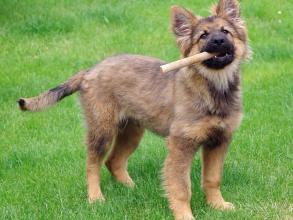 Photo of a cute German Shepherd puppy holding a stick in it's mouth.
