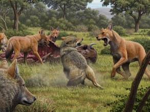direwolves