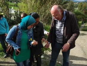 Looking at the functional attributes of weeds