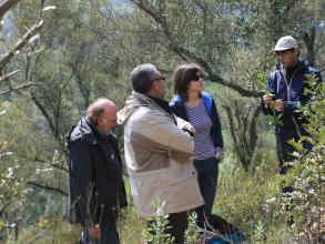 a traditional olive grove