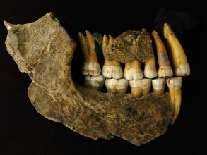 maxila and mandible of a late neanderthal from spy cave illustration by patrick semal rbins co author