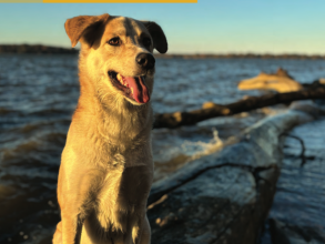 pnas dogs