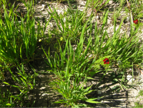 provence weeds