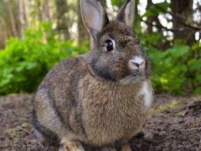 rabbit wiki