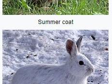 two photos of the snow shoe hare showing the summer and winter coats