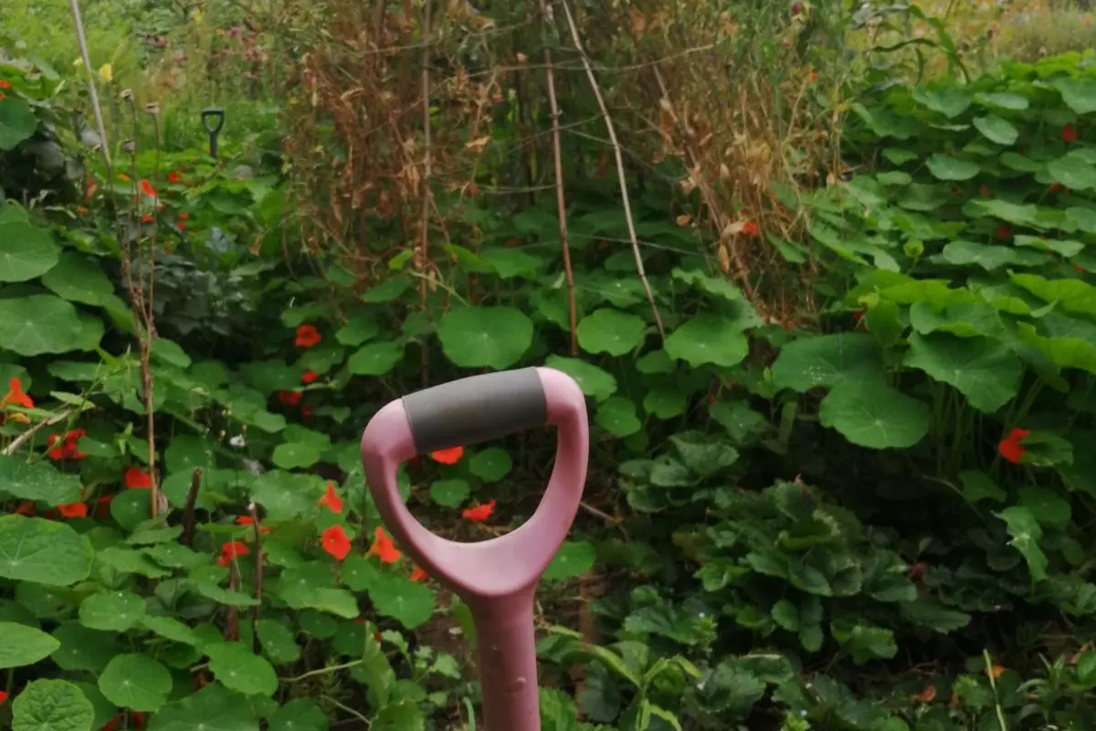 a green allotment with a spade in the forefront