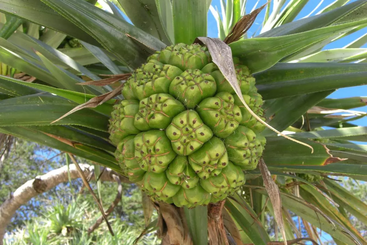 Photo of Pandanus tectorius