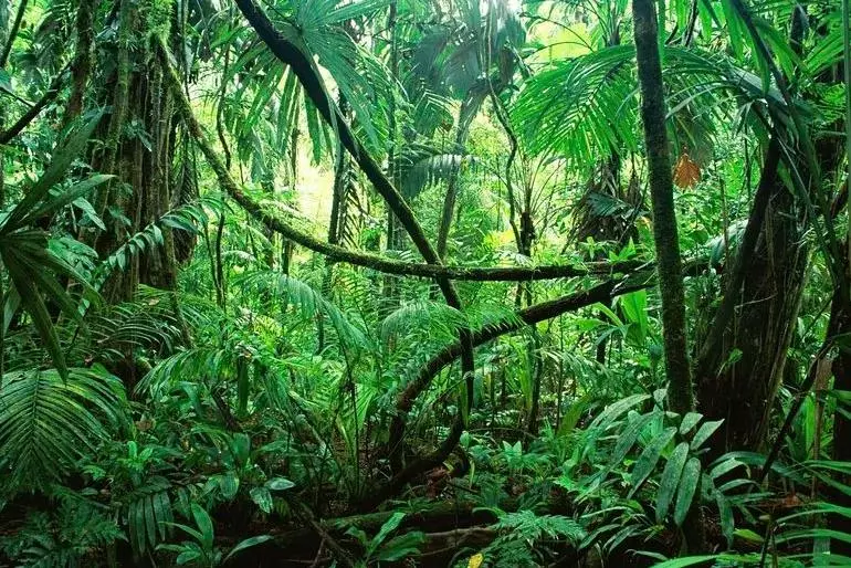 Photo of a forest