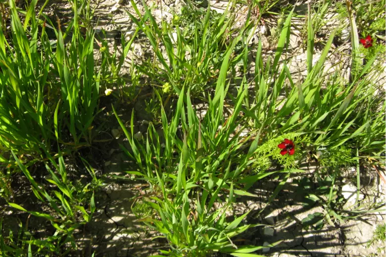 provence weeds